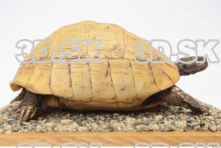 turtle 0025